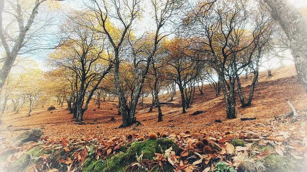 Höstälvskogen Skog Spanien — Stockfoto