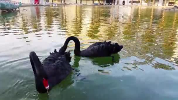 Een paar zwarte zwanen. — Stockvideo