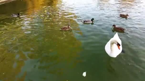 Cisne branco nadando com patos . — Vídeo de Stock
