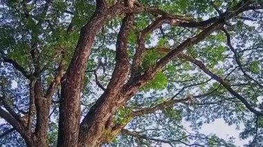 Gölün kenarındaki gölgeli yaşlı ağaçların altında gün boyunca 4k video serinliği.