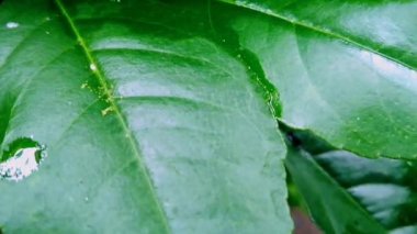 Yeşil kireç yapraklarında kalan yağmur suyu manzarası, sabah.