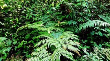 Eğreltiotları ya da eğreltiotları, gerçek vasküler sistemi olan ama asla cinsel üreme için tohum üretmeyen bir bitki grubudur..