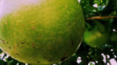 Sahne Berenuk meyvesi (Crescentia cujete) ayrıntılı olarak görünen büyük meyveler sunmaktadır. Berenuk Crescentia cujete tropikal ormanlarda yetişen büyük yuvarlak yeşil meyvelere sahiptir. Doğa video grafiği.