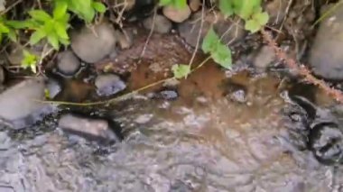 Yaz ya da sonbahar zamanlarında dağ nehri. Vahşi doğa, berrak su ve her zaman yeşil olan kırsal vadi. Güneş ışınları, küçük dere ve sarı otlar. Doğa videosu. 