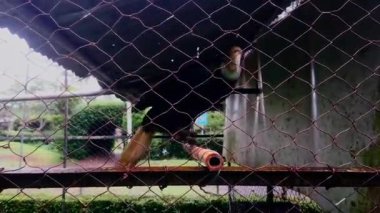 4k Rangkong badak. Bu kuş en büyük boynuz gagalarından biridir. Bu kuş Sumatra ve Java ormanlarında da yaşar. Hayvan Yaban Hayatı.