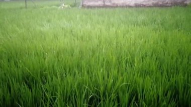 Tropikal doğa manzarası, öğleden sonra yeşil pirinç tarlalarında sağanak yağmur.