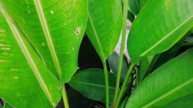 Ön bahçede kırmızı turuncu Heliconia çiçeği.