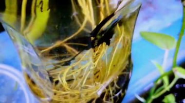 Su şişesinde bitki var. Tropik bahçe manzaralı doğa manzarası.