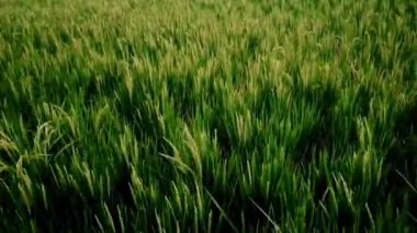 Orta çağda yemyeşil pirinç tarlalarının manzarası. Öğleden sonra rüzgarı, doğa manzarası.