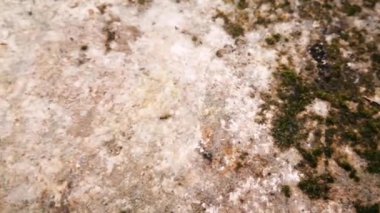 Kumbung taşı, bir tür tropikal kayadır, duvarlar ve yapılar için uygun olan beyaz bir taştır. Kireçtaşı yataklarından oluşan tortul kaya türü de dahil..