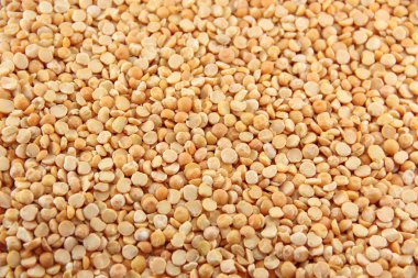 Kuru bezelye (Pisum sativum) portre