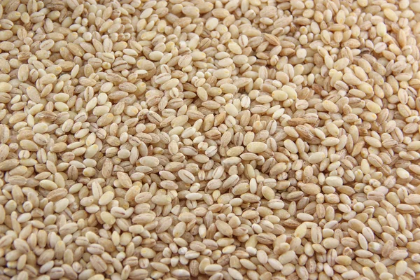 Dried pearled barley — Stock Photo, Image