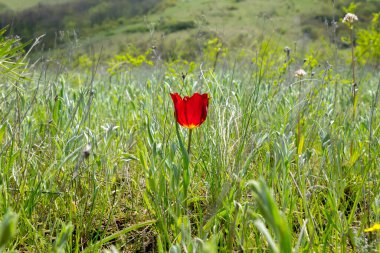 Bozkır otları arasında nadir ve korunan yabani Schrenck lalesi