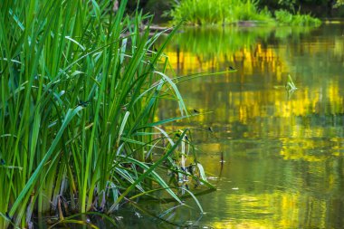 Uzun yeşil yapraklar, akşam güneşinin sarı yansımalarına karşı sudan yükselir. Mavi yusufçuklar görünür.