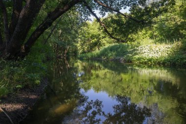 Ağaçlarla çevrili dar bir nehir ve güneşle aydınlatılmış geniş bir çayır.