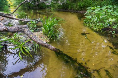 Temiz suyu ve vahşi doğayla çevrili kumlu tabanı olan pitoresk bir orman nehri.