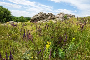Rostov bölgesinin kuzeyindeki Paleogene kayalarının çıkıntıları. Bereketli yeşil bozkır otlarının arasında açık açılı bir kaya..