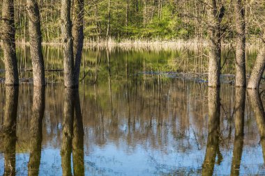 Uzun ağaç gövdeleri, sular altındaki bir ormanın arka planına karşı durgun sularda yansır.