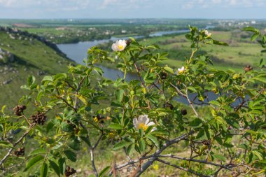 Bir nehir vadisinin arka planında, yüksek bir kıyıda, yerleşim birimleriyle çiçek açan gül ağacı.
