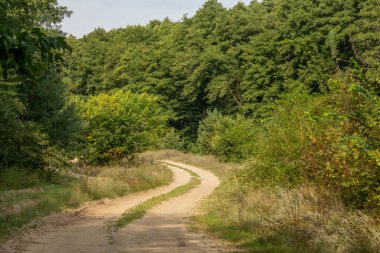 Yoğun bir ormanın yakınındaki kumlu bir yolda eğil.