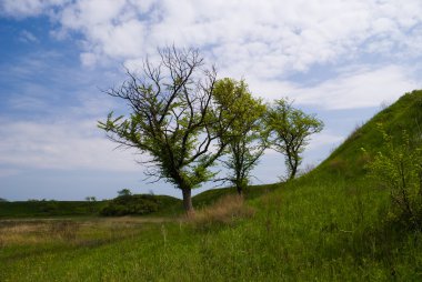 Three trees on the slope of the earthen rampart of the fortress of St. Anna near Starocherkassk, Rostov region clipart