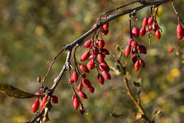  Bulanık bir arka planda olgun böğürtlenli böğürtlen dalı