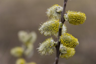 spring pussy willow branch with fluffy flowers