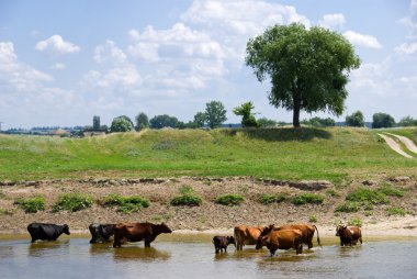 Bozkır nehrindeki bir su birikintisinde inek sürüsü