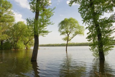 Su basmış bir nehrin sularındaki yeşil ağaçlar