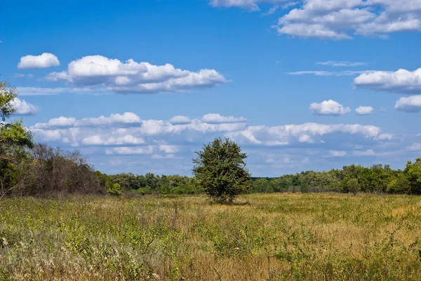 Groene Boom Een Grote Weide — Stockfoto