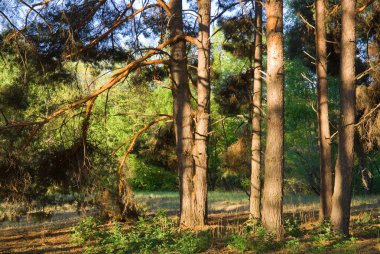 Çam ormanlarında güneşli bir gün 