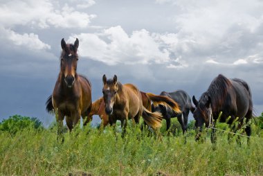 Yeşil bozkırda bir grup at.