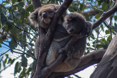 Kanguru Adası üzerinde Koala