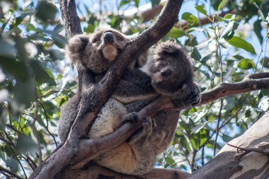 Kanguru Adası üzerinde Koala