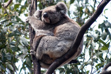 Kanguru Adası üzerinde Koala