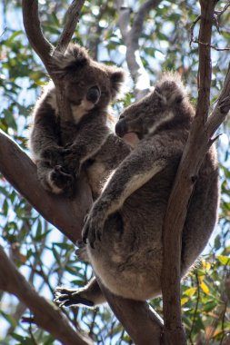 Kanguru Adası üzerinde Koala