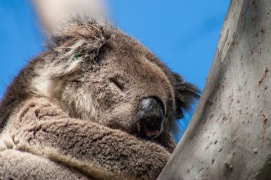 Kanguru Adası üzerinde Koala