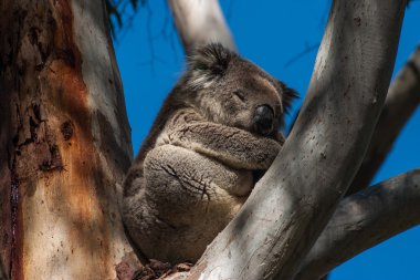 Kanguru Adası üzerinde Koala