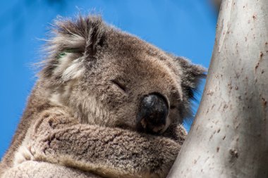 Kanguru Adası üzerinde Koala