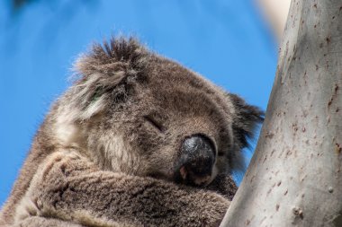 Kanguru Adası üzerinde Koala