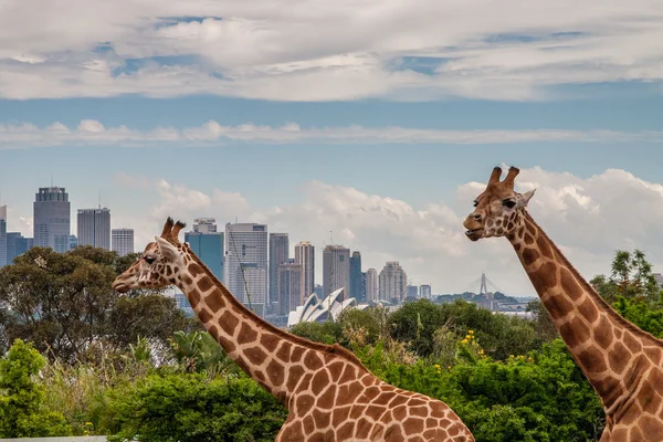 Skyline de Sidney — Foto de Stock