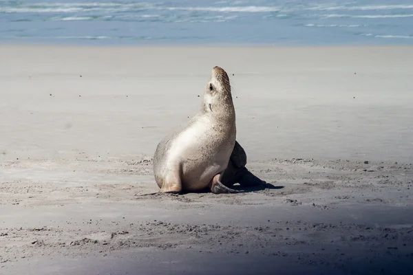 Little Seal Ilha do Canguru — Fotografia de Stock