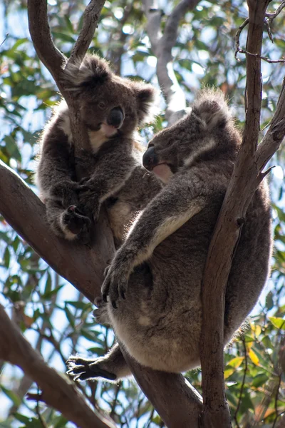 Koala on Kangaroo Island — Stock Photo, Image