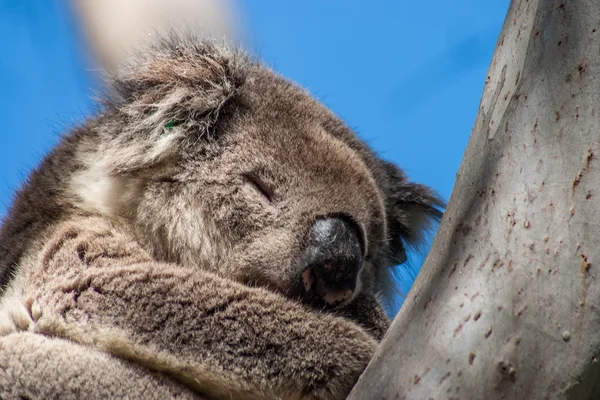 Koala on Kangaroo Island — Stock Photo, Image