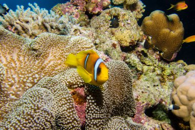 Bir anemone Nemo balık