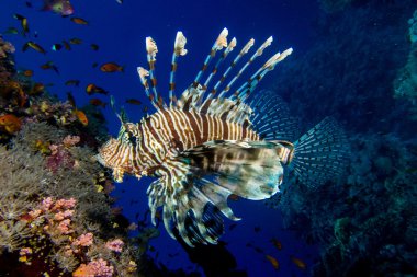 lionfish portresi