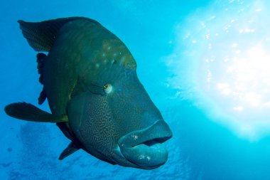 Büyük Napoleon balık