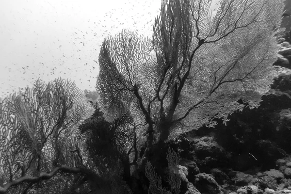Eventail de mer noir et blanc — Photo