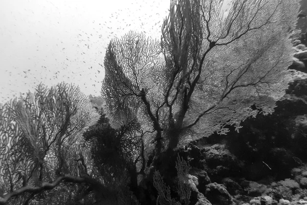 Preto um fã do mar branco — Fotografia de Stock