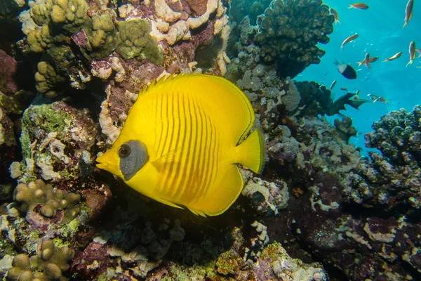 Mavi yanaklı butterflyfish
